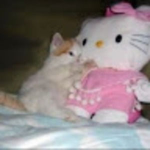 Meet your Posher, Nikki